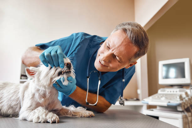 Best Emergency Dental Surgery in Roseville, OH